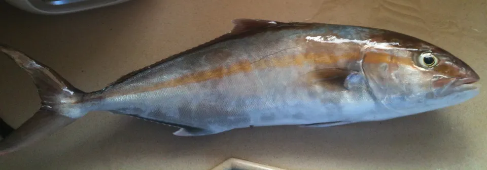 Amberjack caught fishing in Orange Beach Alabama