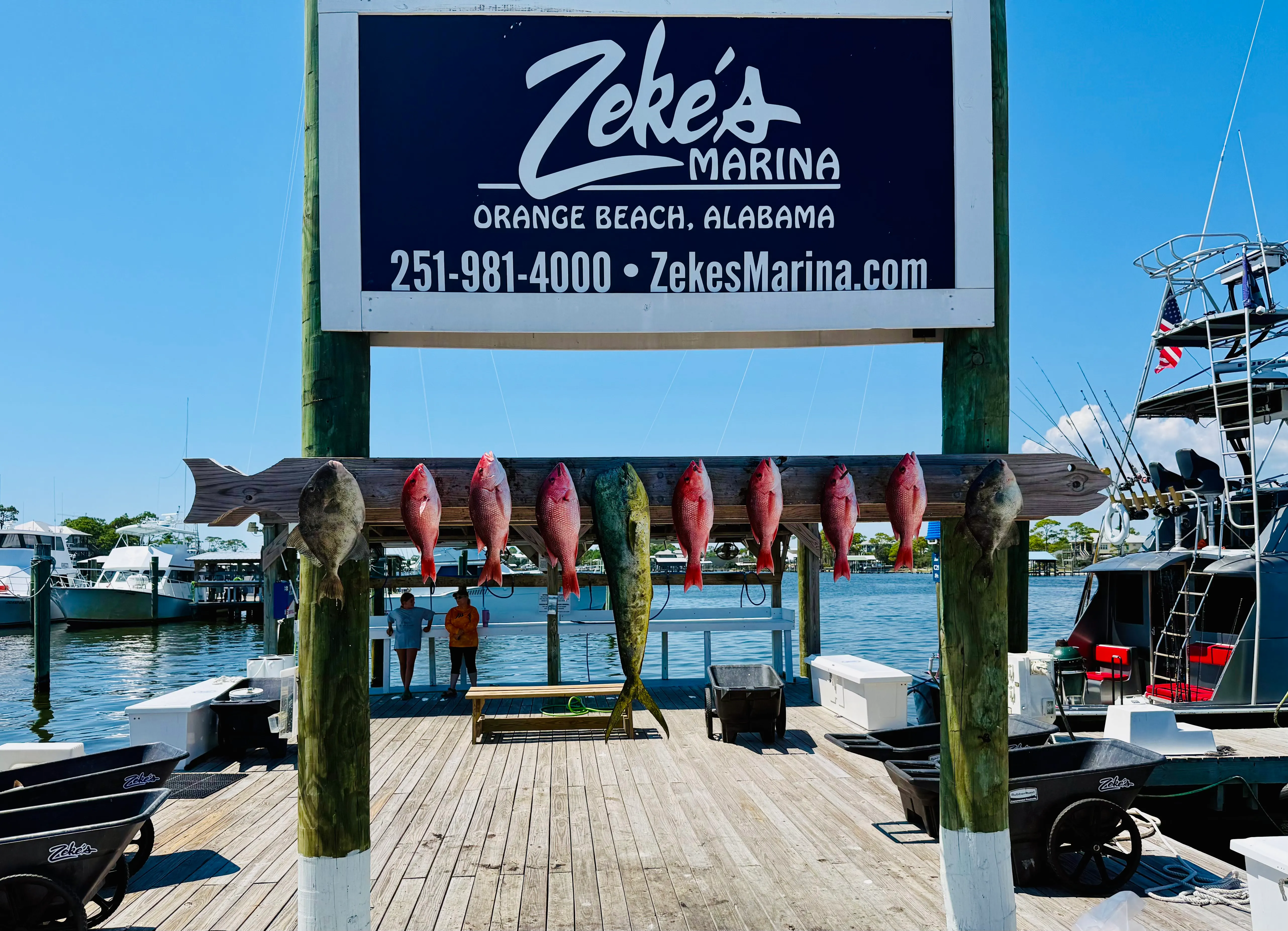 Beautiful mahi mahi caught offshore on Deep South Charters Orange Beach Alabama