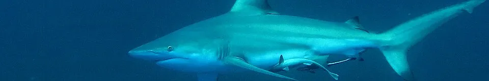 Sharks caught fishing in Orange Beach Alabama