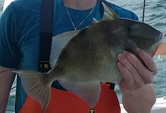 Triggerfish caught fishing in Orange Beach Alabama