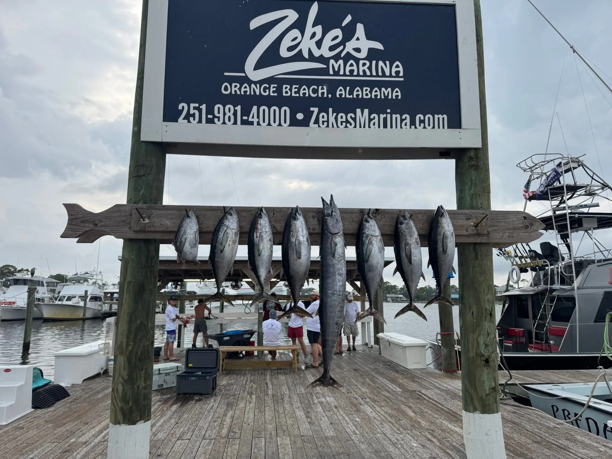 Fresh catch hanging from the weigh-in beam at Zeke's Marina dock in Orange Beach Alabama